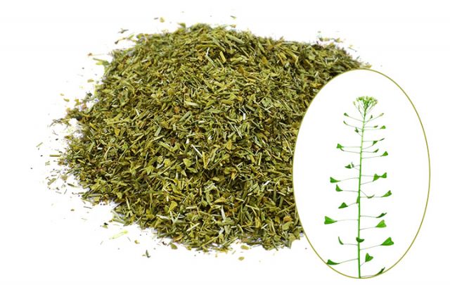 Hirtentäschelkraut
