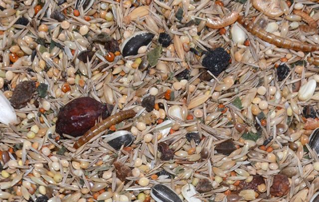 Natur Mischung Großsittiche