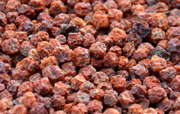 Ebereschenbeeren