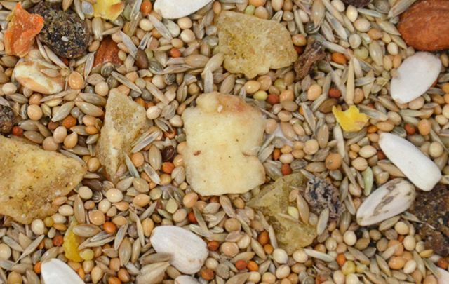 Ziegensittiche FruchtMIX