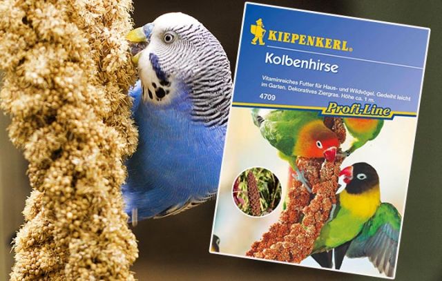 Kiepenkerl Kolbenhirse Saatgut