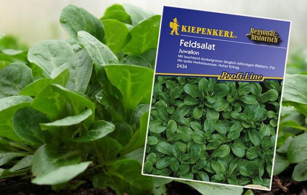 Kiepenkerl Feldsalat