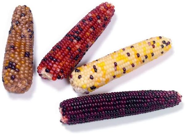Maiskolben Corn Cobs 170g