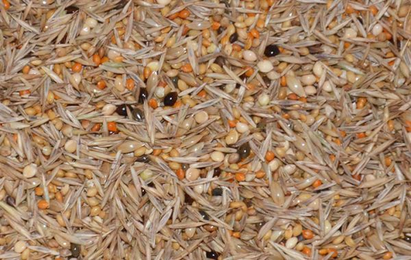 Hirse-Mix