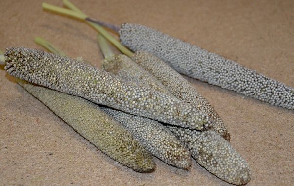 Perlhirse 200g