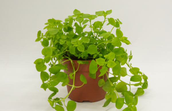 Vogelmiere (Stellaria), naturbelassen
