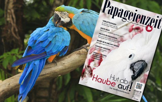 Papageienzeit Februar/ März 2015