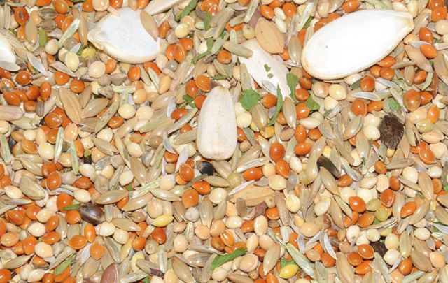 Morgen-Müsli Graupapagei