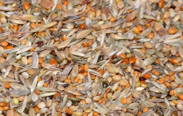 Mischung Grassamen Trio Spezial, 500g