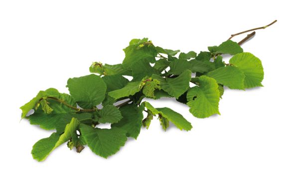 JR ESN Haselnuss-Ernte 40 g