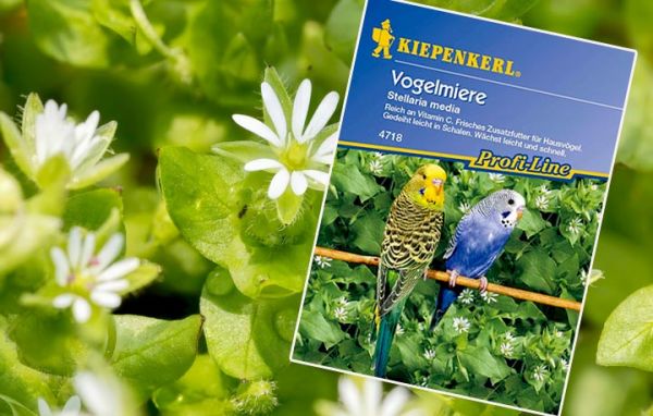 Kiepenkerl Vogelmiere Saatgut