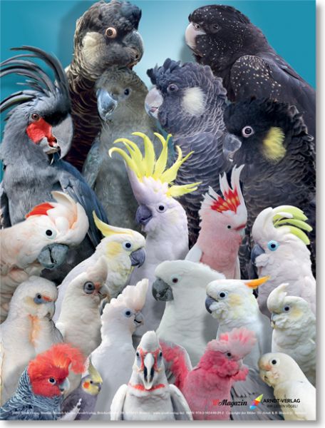 Poster Kakadus