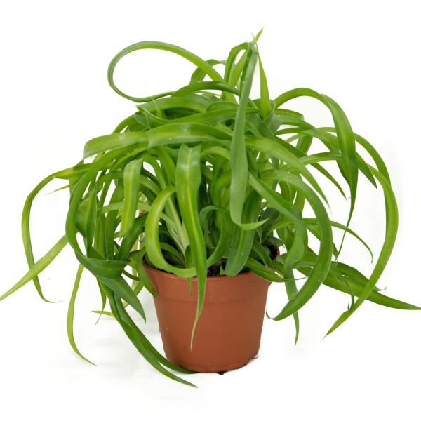 Grünlilie (Chlorophytum), naturbelassen