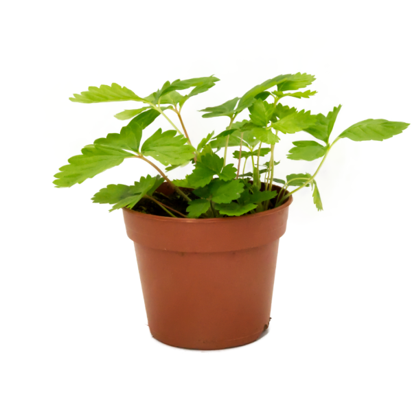Wald-Erdbeere (Fragaria vesca), naturbelassen