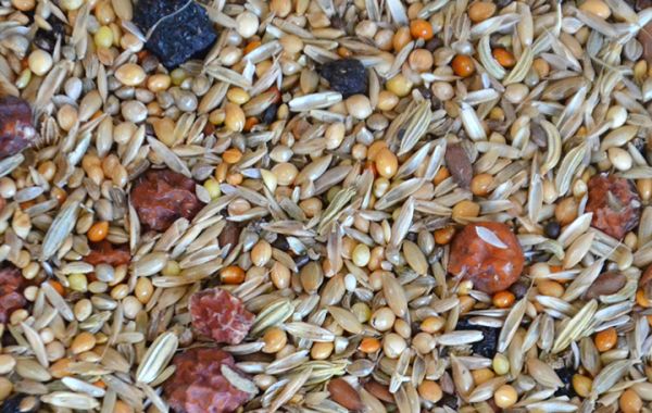 Sperlingspapageien Beeren-Mix