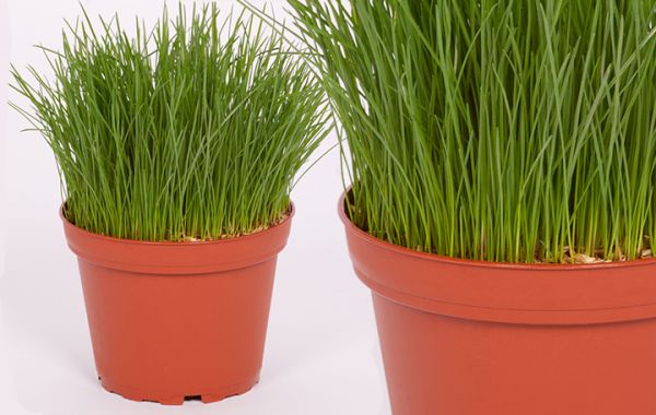 Vogelfuttergras fein (Festuca)