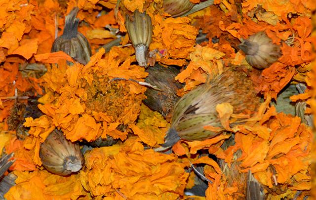 Studentenblumenblüten