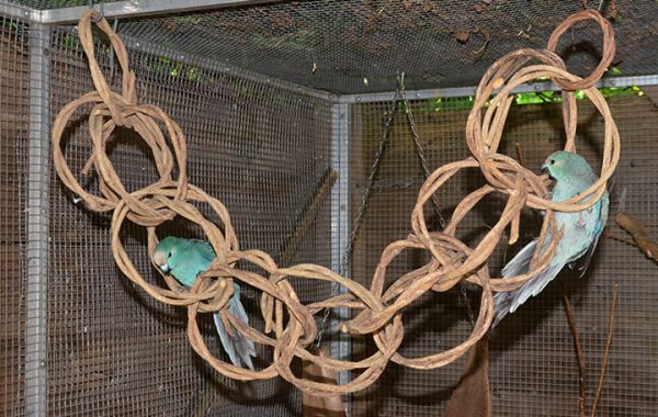 Ringschaukel 100cm