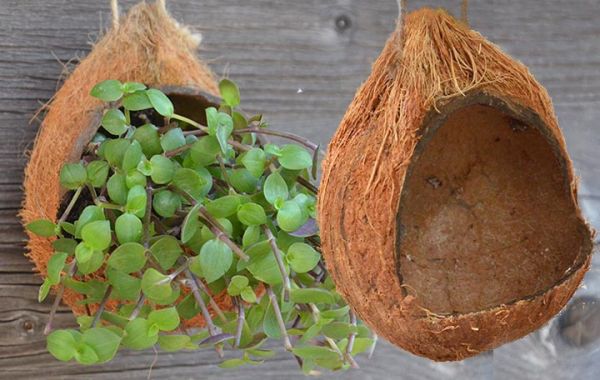 Hanger Coconut raw 10 - 15 cm