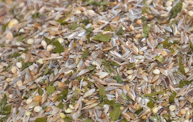 Morgen-Müsli Großsittiche